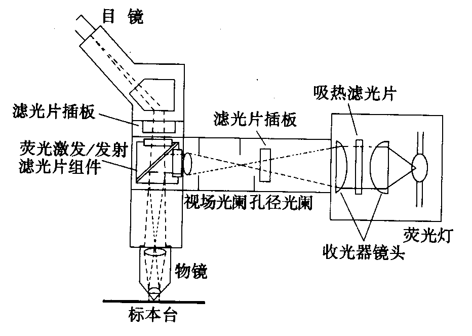 熒光顯微鏡原理圖，激發(fā)濾板和壓制濾色系統(tǒng)