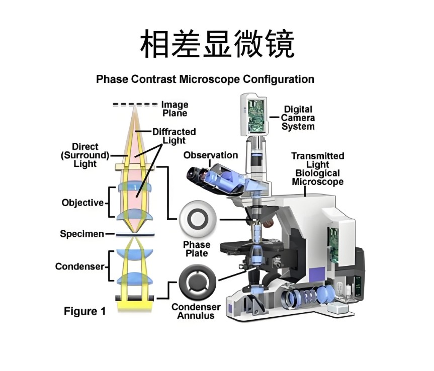 相差顯微鏡的結(jié)構(gòu)