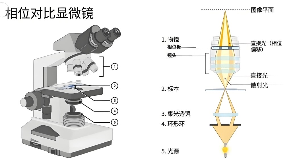 相差顯微鏡工作原理